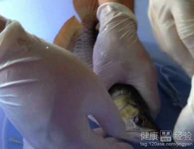龍魚吊眼手術后會瞎么：龍魚掉眼手術會瞎嗎