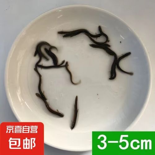 龍魚養殖需要哪些設備和材料？