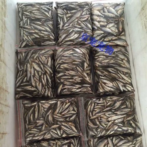 龍魚養殖需要哪些設備和材料？