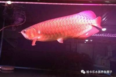 龍魚換水多久能喂食：龍魚換水后多久可以喂食