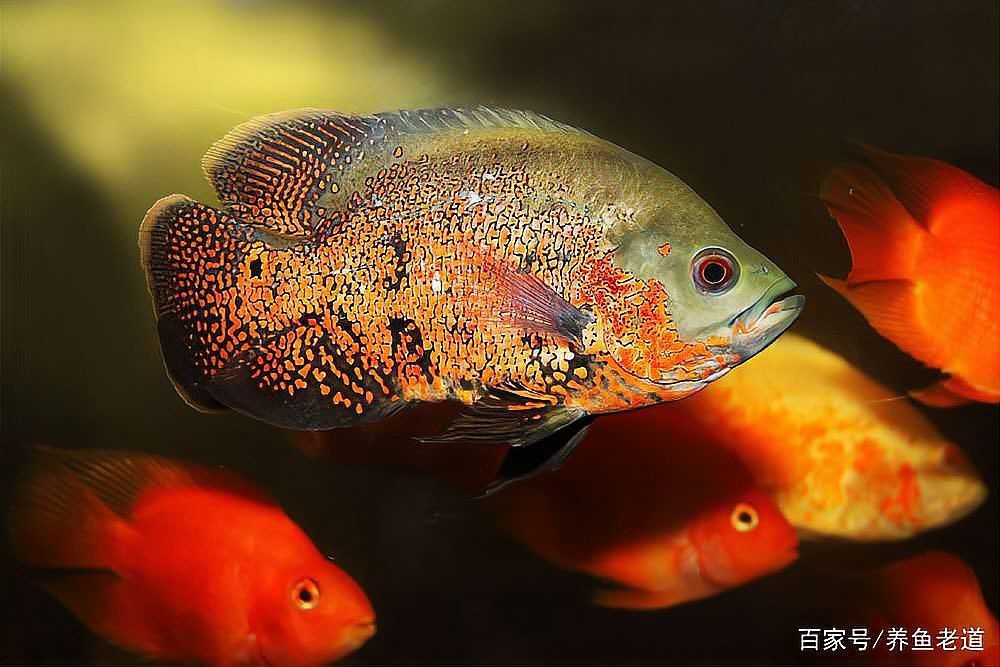 野生三間魚和紅龍魚混養(yǎng)行不行