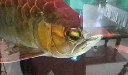 龍魚什么餌料在水面上:龍魚幼年期適合吃什么餌料