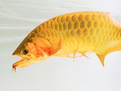金龍魚吃小魚嗎：喂食金龍魚吃小魚的時候應(yīng)該怎么喂360問答