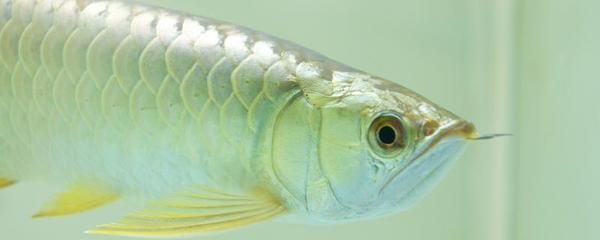 龍魚(yú)一開(kāi)燈就打架（龍魚(yú)一開(kāi)燈就打架的原因） 龍魚(yú)一開(kāi)燈就打架（龍魚(yú)一開(kāi)燈就打架的原因） 龍魚(yú)百科 第2張