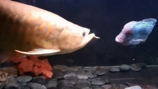 龍魚(yú)一開(kāi)燈就打架（龍魚(yú)一開(kāi)燈就打架的原因） 龍魚(yú)一開(kāi)燈就打架（龍魚(yú)一開(kāi)燈就打架的原因） 龍魚(yú)百科 第5張