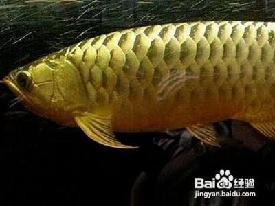 金龍魚養法（養殖金龍魚需要注意的幾個方面）