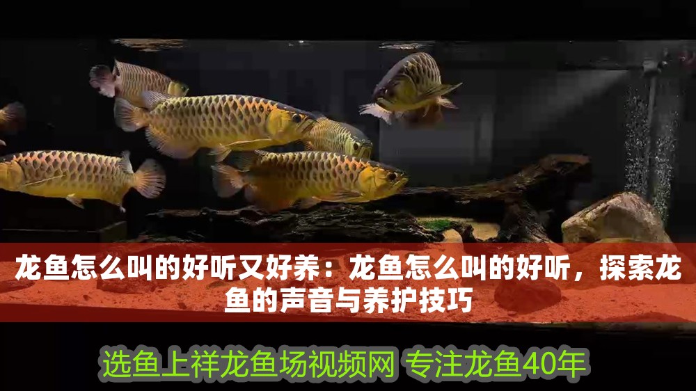 龍魚怎么叫的好聽又好養(yǎng)：龍魚怎么叫的好聽，探索龍魚的聲音與養(yǎng)護(hù)技巧 龍魚怎么叫的好聽又好養(yǎng)：龍魚怎么叫的好聽，探索龍魚的聲音與養(yǎng)護(hù)技巧 龍魚百科 第1張