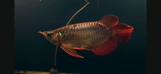 紅龍魚(yú)怎么變紅（怎么把紅龍魚(yú)養(yǎng)得更紅）