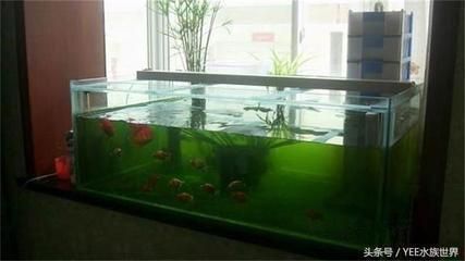 龍魚 甲硝唑：第28屆中國國際寵物水族展覽會cips)祥龍魚黃粉用法