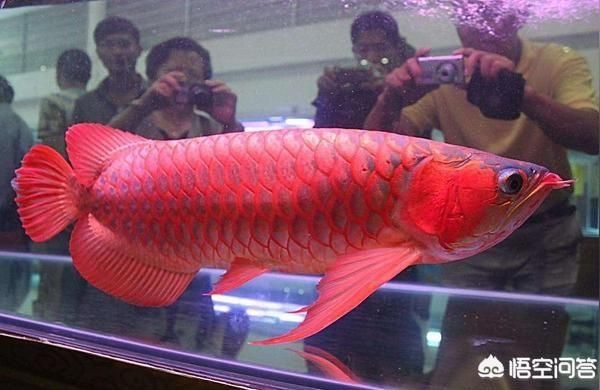 鸚鵡魚和銀龍魚混養(yǎng)怎樣喂食 金龍魚鱗掉了咋辦 龍魚百科 金龍魚鱗掉了咋辦 金龍魚鱗掉了咋辦 龍魚百科