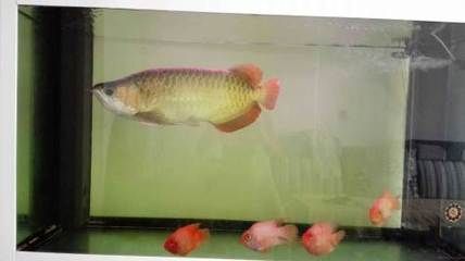 龍魚可以和什么魚一起養殖：如何選擇與龍魚一起養殖的魚類