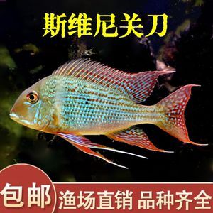 紅珍珠關刀魚疾病預防，紅珍珠關刀魚常見疾病及防治方法，關刀魚免疫增強食譜推薦 紅珍珠關刀魚疾病預防，紅珍珠關刀魚常見疾病及防治方法，關刀魚免疫增強食譜推薦 龍魚百科 第1張