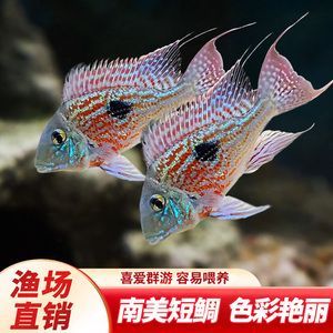 紅珍珠關刀魚疾病預防，紅珍珠關刀魚常見疾病及防治方法，關刀魚免疫增強食譜推薦 紅珍珠關刀魚疾病預防，紅珍珠關刀魚常見疾病及防治方法，關刀魚免疫增強食譜推薦 龍魚百科 第3張
