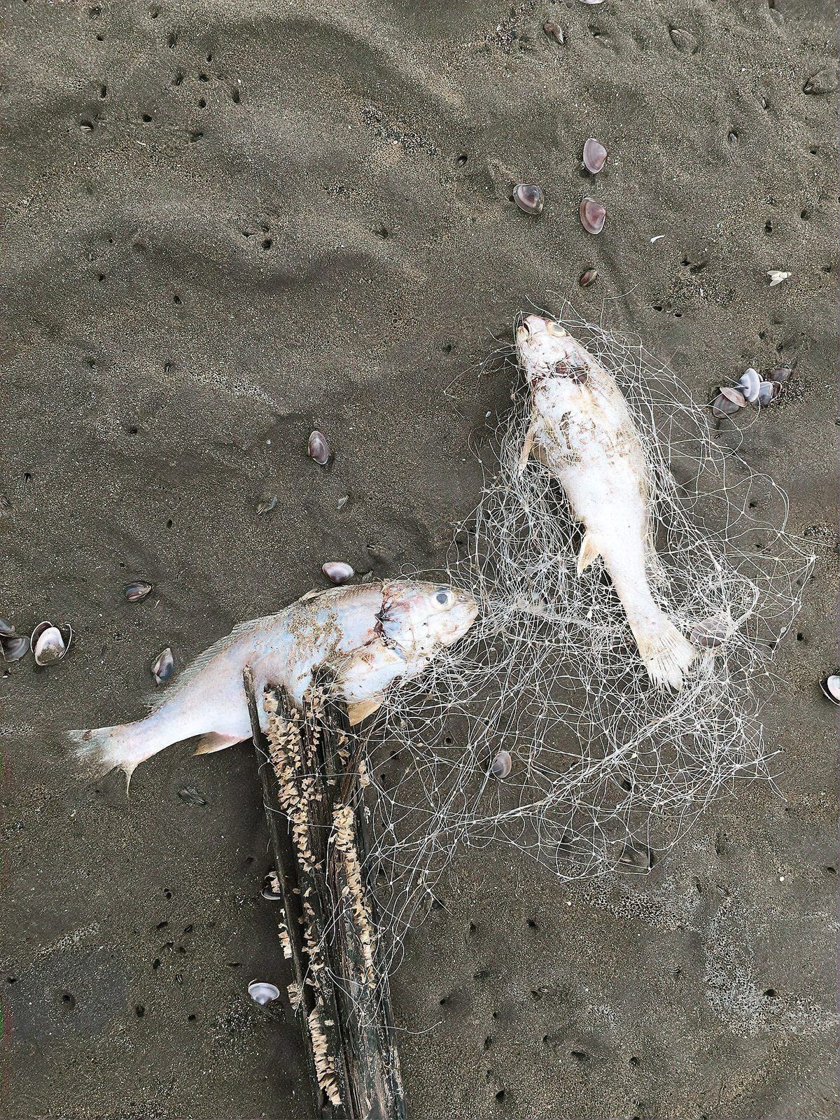 如何科學解釋魚死亡現象？