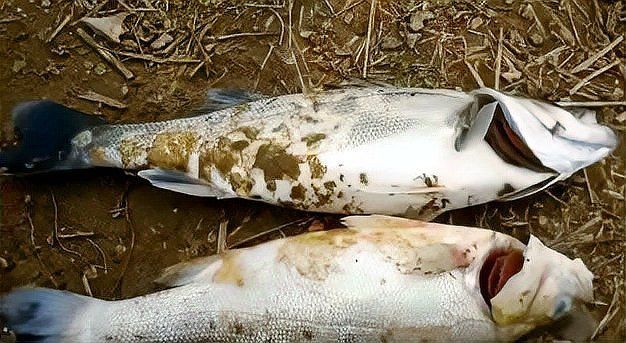 如何科學解釋魚死亡現象？