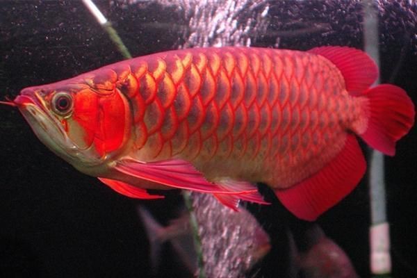中國最貴的龍魚是什么魚品種：中國最貴的龍魚品種，曾有一條賣出500萬的高價