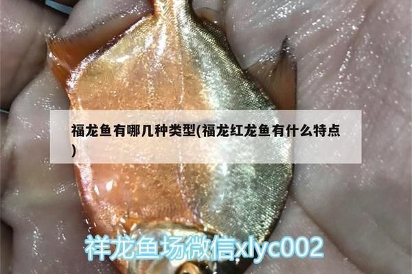 福龍魚有哪幾種品種的（福龍魚的養殖技巧）