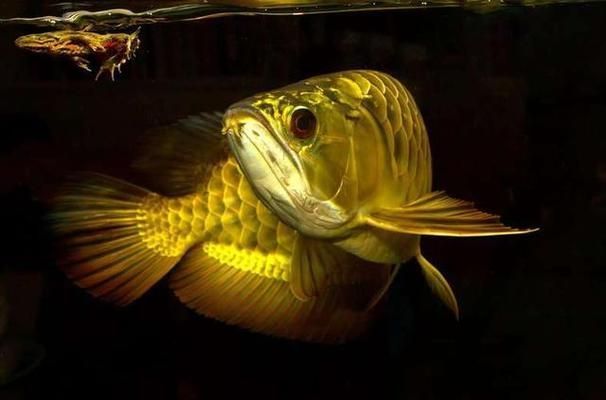 品相好的金龍魚品種有哪些呢（金龍魚品種多樣，你了解多少）