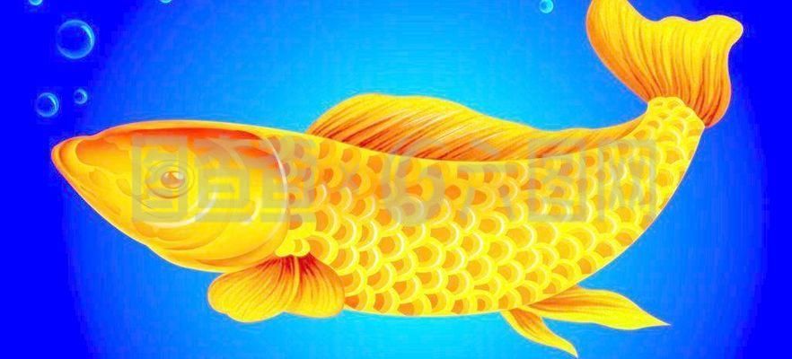 關于金龍魚的成語（關于金龍魚的成語：金龍魚的寓意）