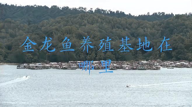 金龍魚哪里生產