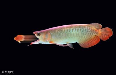 金龍魚有毒嗎能吃嗎【金龍魚有毒嗎】
