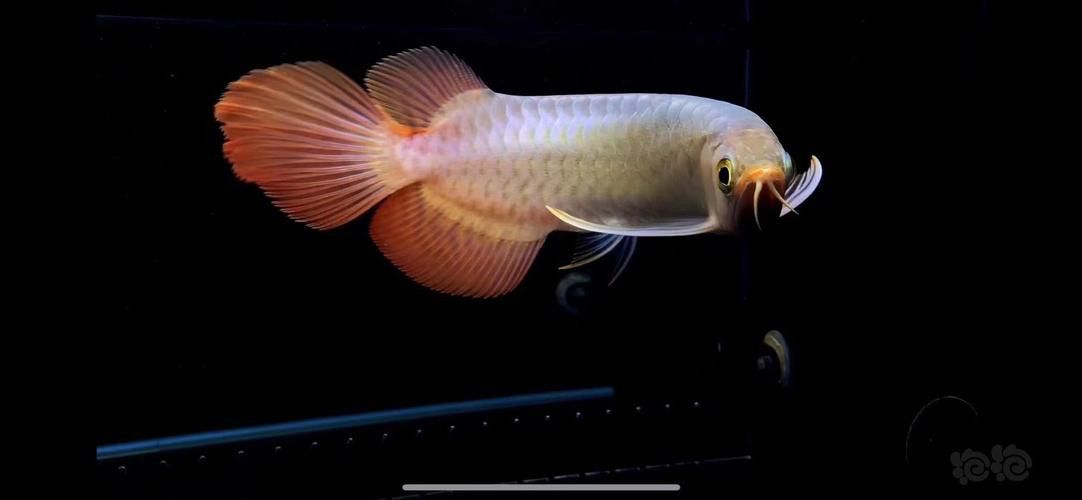 紅龍魚苗圖片大全欣賞