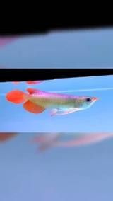 紅龍魚苗圖片大全欣賞
