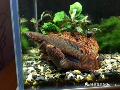 雷龍魚哪個好養(yǎng)，適合新手養(yǎng)殖的雷龍魚品種 雷龍魚哪個好養(yǎng)，適合新手養(yǎng)殖的雷龍魚品種 龍魚百科 第3張