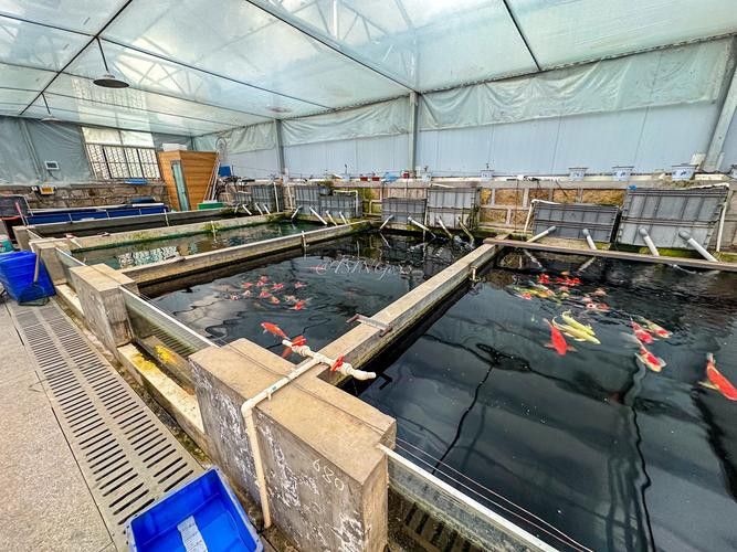 給我推薦幾家信譽良好的金龍魚養殖場