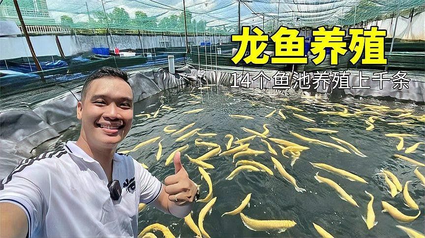 給我推薦幾家信譽良好的金龍魚養殖場