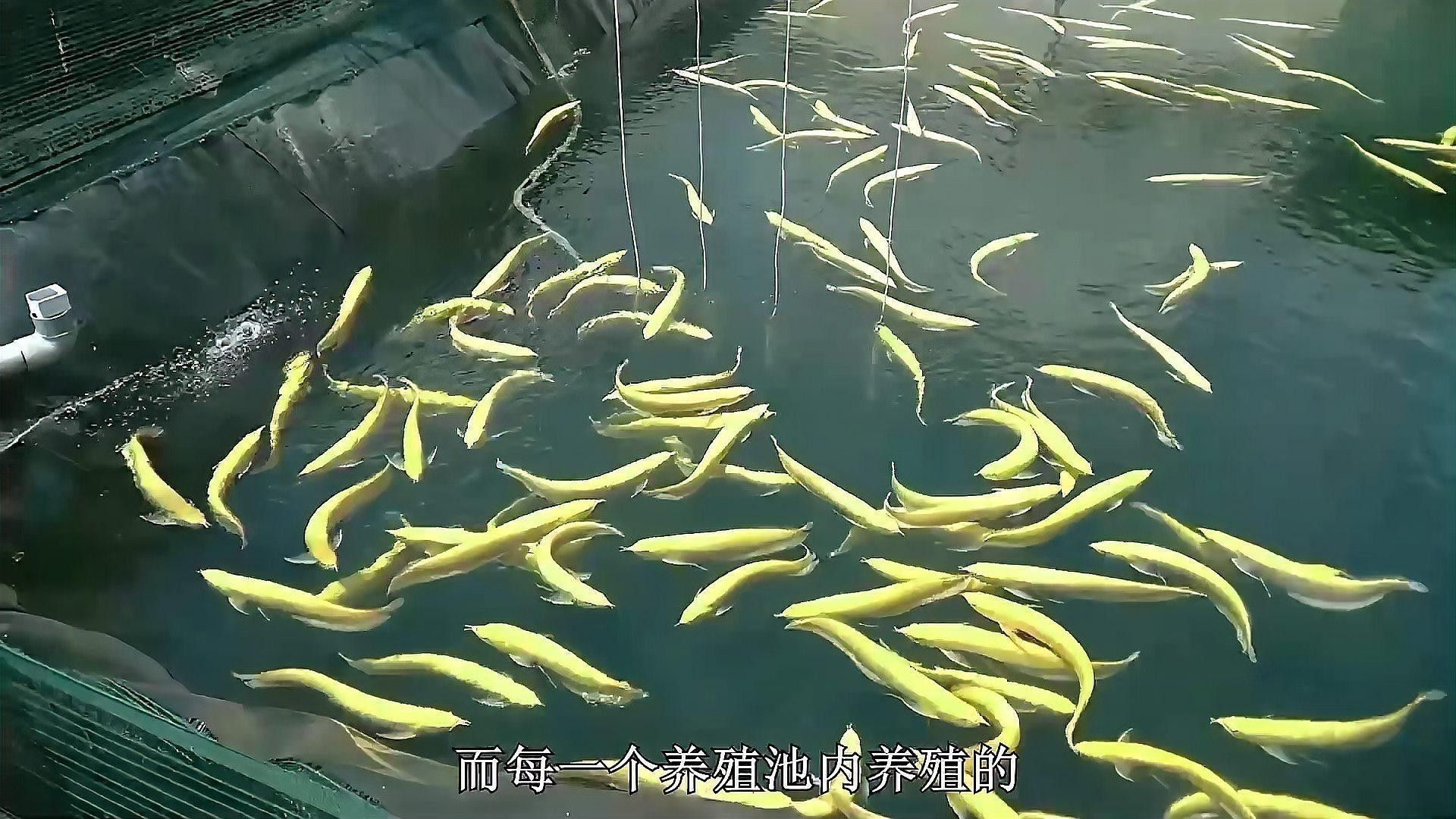 給我推薦幾家信譽良好的金龍魚養殖場