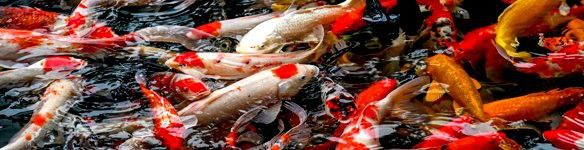 給我推薦幾家信譽良好的金龍魚養殖場