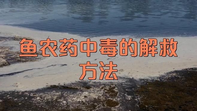 龍魚歷史漁政：龍魚養殖業的發展引起人們關注，