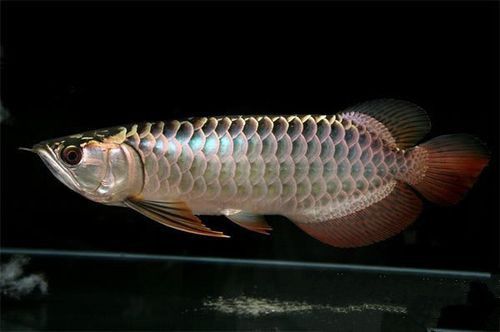 斑龍魚是什么魚圖片大全大圖 斑龍魚是什么魚圖片大全大圖 龍魚百科 第4張