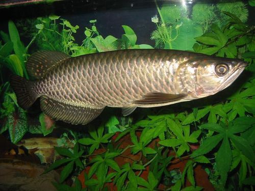 斑龍魚是什么魚圖片大全大圖 斑龍魚是什么魚圖片大全大圖 龍魚百科 第3張