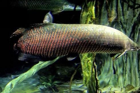 斑龍魚是什么魚圖片大全大圖 斑龍魚是什么魚圖片大全大圖 龍魚百科 第13張