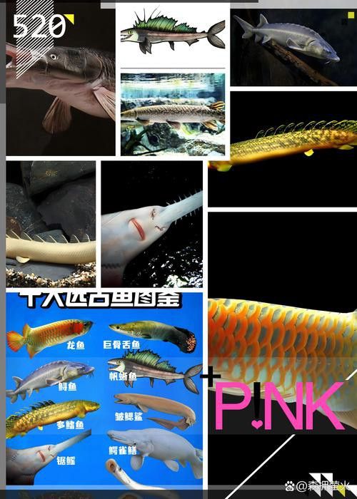 斑龍魚是什么魚圖片大全大圖 斑龍魚是什么魚圖片大全大圖 龍魚百科 第32張