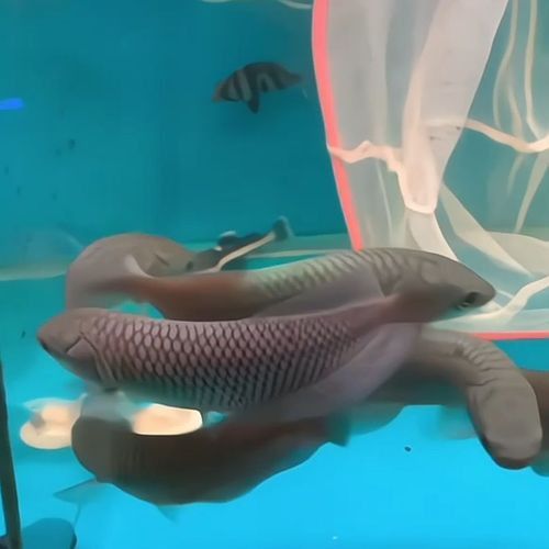 斑龍魚是什么魚圖片大全大圖 斑龍魚是什么魚圖片大全大圖 龍魚百科 第37張
