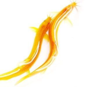 紅金龍魚可以吃嗎:紅金龍魚可以吃嗎,紅金龍魚的飼養方法 龍魚百科 第2張 紅金龍魚可以吃嗎:紅金龍魚可以吃嗎,紅金龍魚的飼養方法 紅金龍魚可以吃嗎:紅金龍魚可以吃嗎,紅金龍魚的飼養方法 龍魚百科 第2張