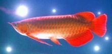 紅金龍魚可以吃嗎：紅金龍魚可以吃嗎，紅金龍魚的飼養方法 紅金龍魚可以吃嗎：紅金龍魚可以吃嗎，紅金龍魚的飼養方法 龍魚百科 第3張