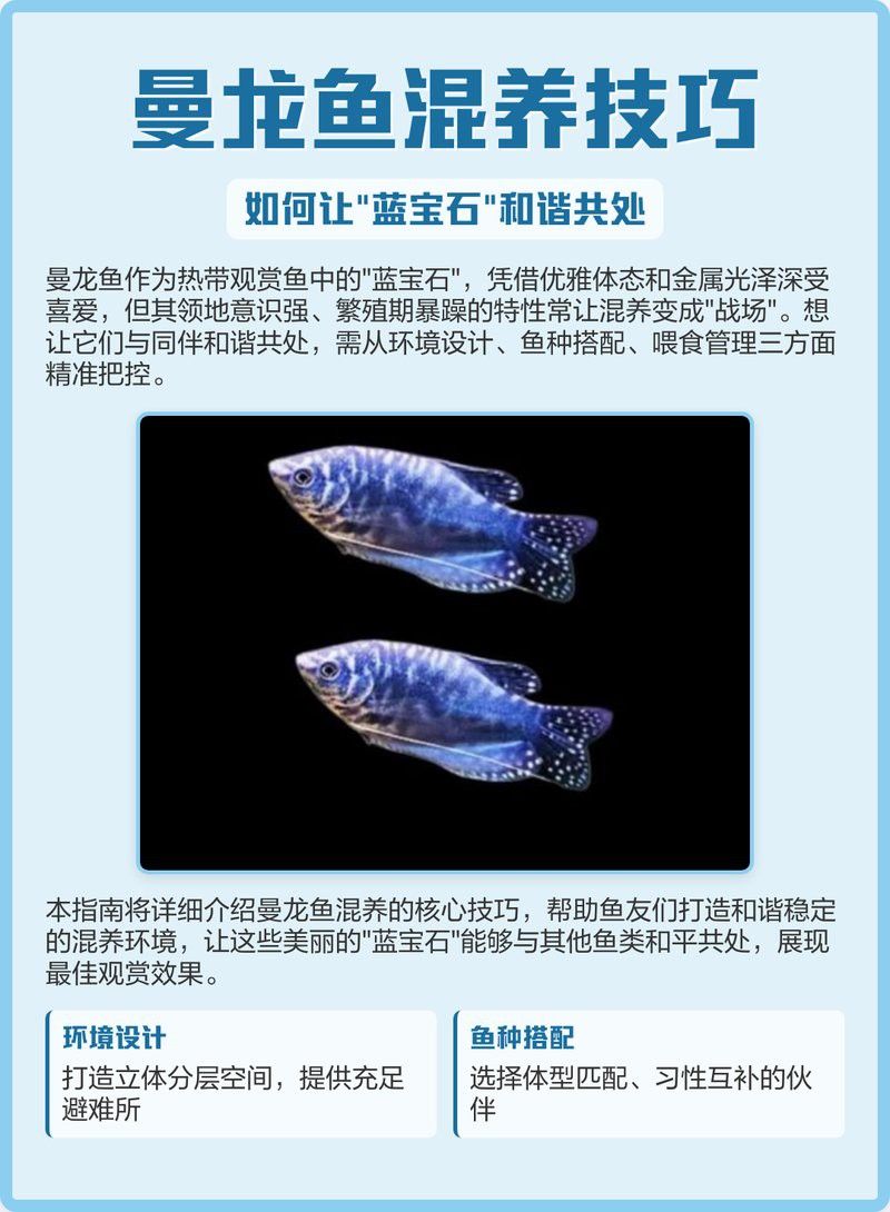 如何為曼龍魚設置人工洞穴？