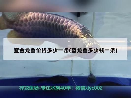 藍龍魚和金龍魚（藍龍魚與金龍魚的區別）