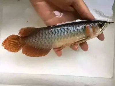 龍魚的顏色變淺了是生病了嗎怎么治：龍魚的顏色變淺了是生病了嗎