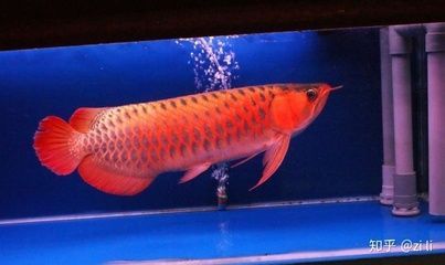 龍魚立鱗會(huì)導(dǎo)致趴缸嗎怎么治療龍魚立鱗的治療方法：龍魚立鱗會(huì)導(dǎo)致趴缸嗎 龍魚立鱗會(huì)導(dǎo)致趴缸嗎怎么治療龍魚立鱗的治療方法：龍魚立鱗會(huì)導(dǎo)致趴缸嗎 龍魚百科 第1張