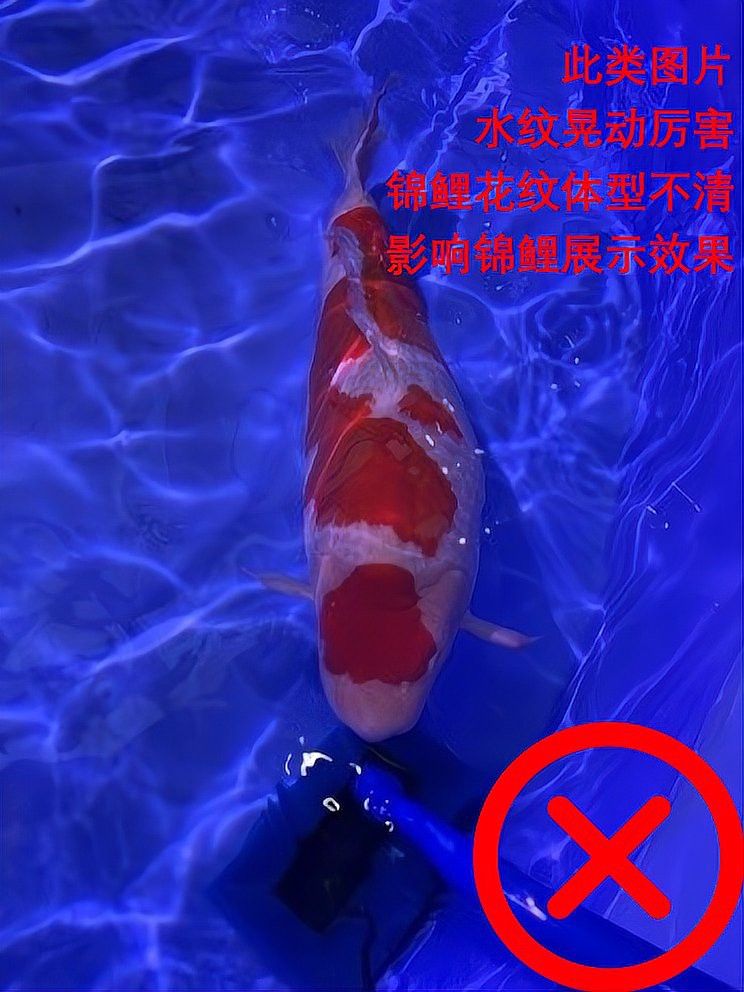 金龍魚攝影作品