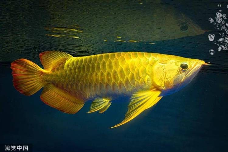 金龍魚攝影作品