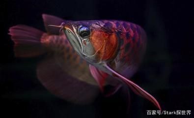 龍魚咽不下是什么病 龍魚咽不下是什么病 龍魚百科