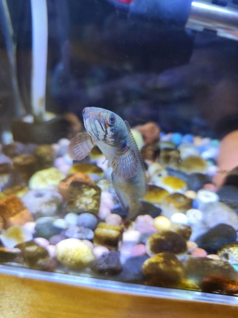雷龍魚和龍魚哪個好養活些