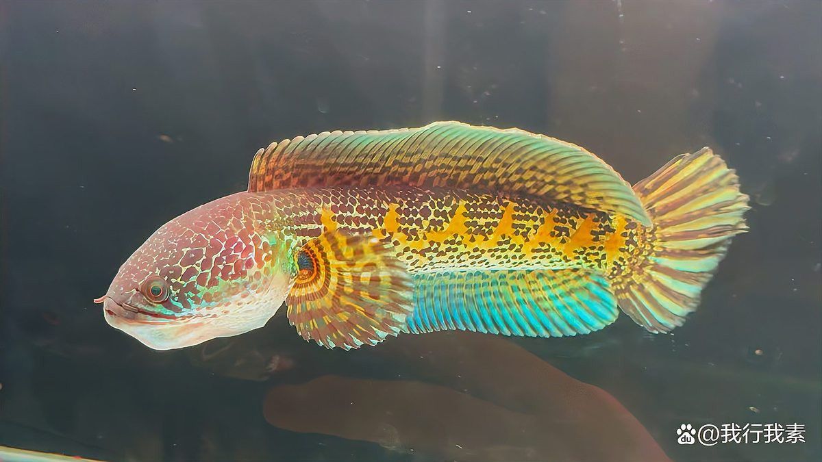 小缸養(yǎng)雷龍魚