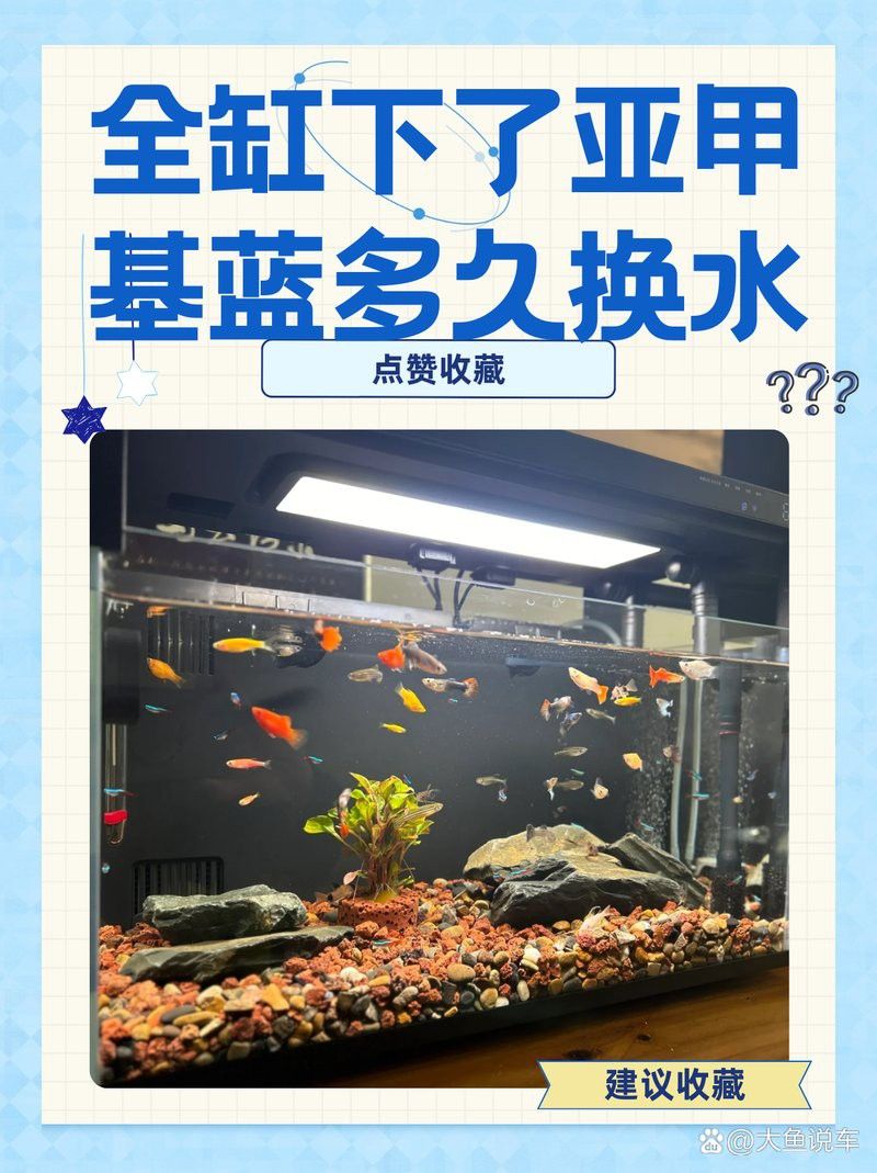 龍魚驅(qū)蟲后需要換水嗎 龍魚驅(qū)蟲后需要換水嗎 龍魚百科 第9張